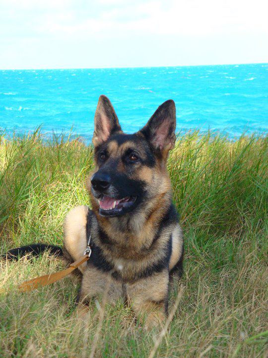 About Our Animal Hospital in Warwick About Our Animal Hospital in Warwick